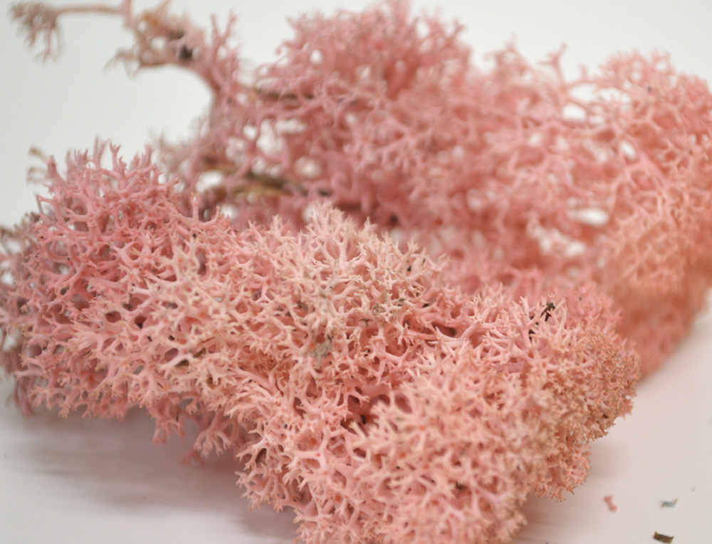 Rose Pink Reindeer Moss