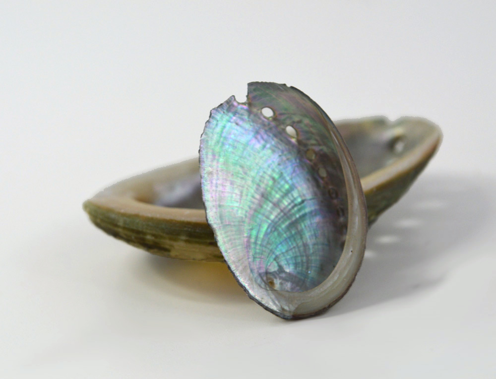 Abalone Shells