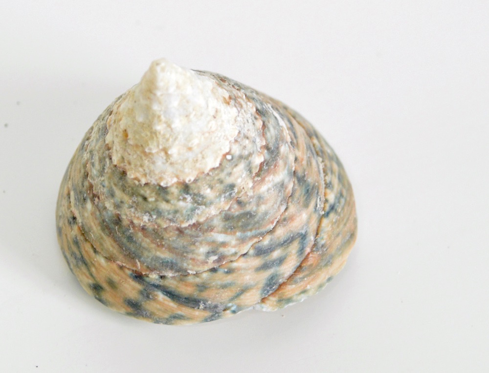 Blue Trocus Shells 