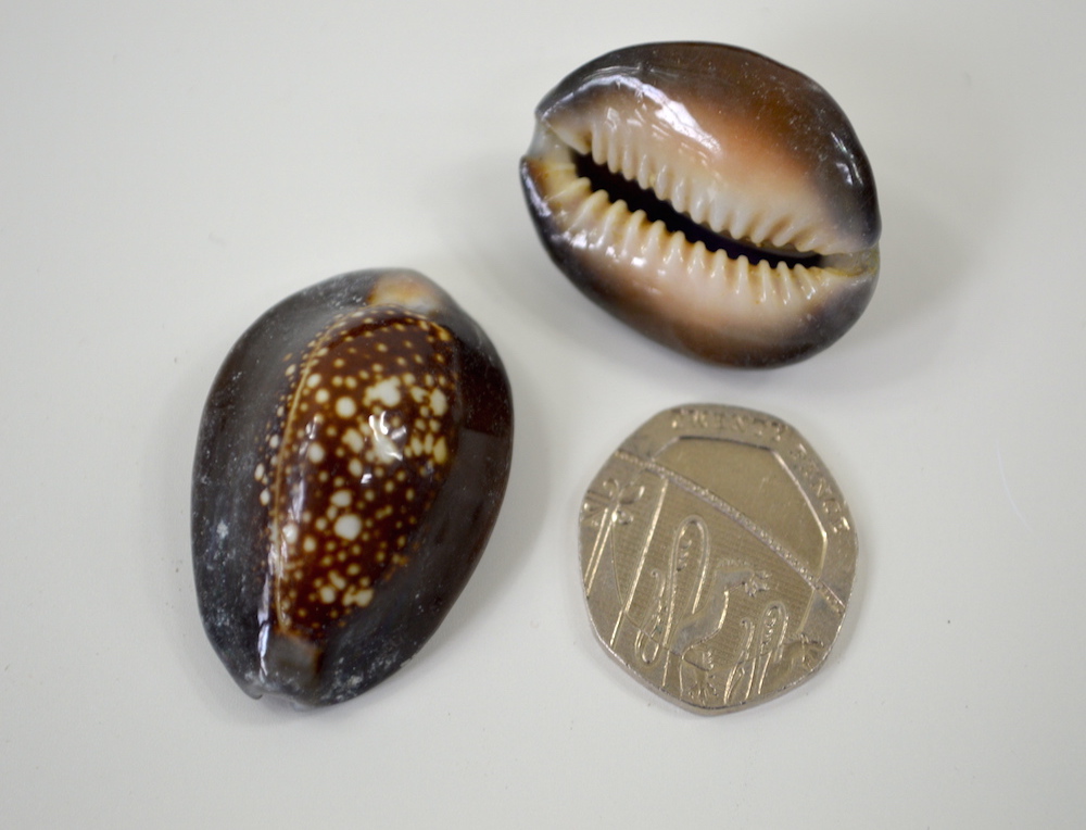 Caput Cowries