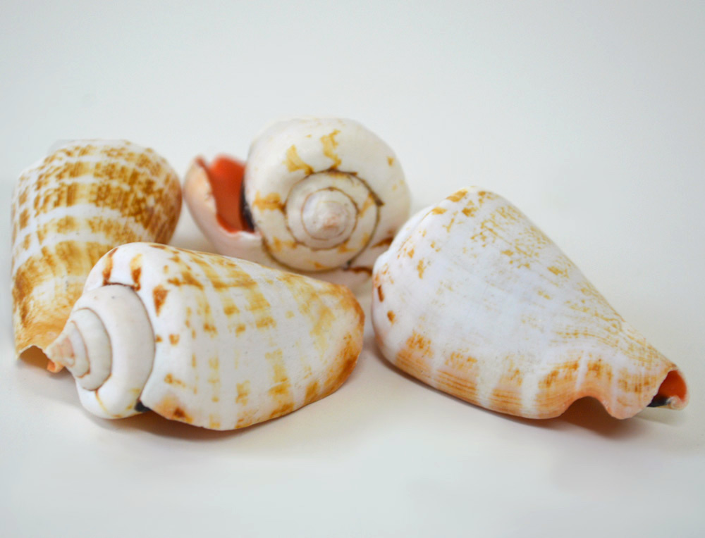 Luhuanus Shells