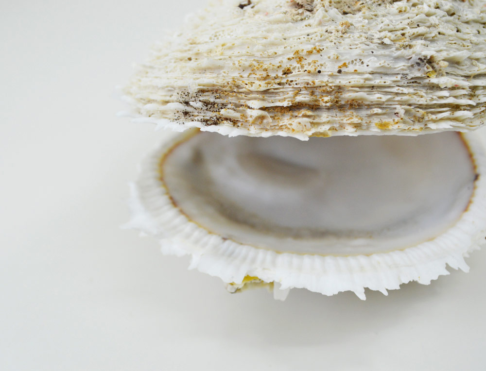 Spondylus Varius Shells