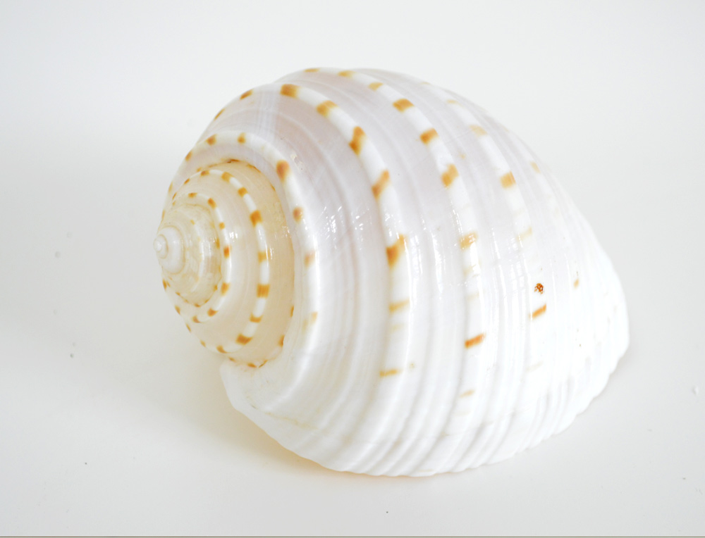 Tonna Tesselata Shell