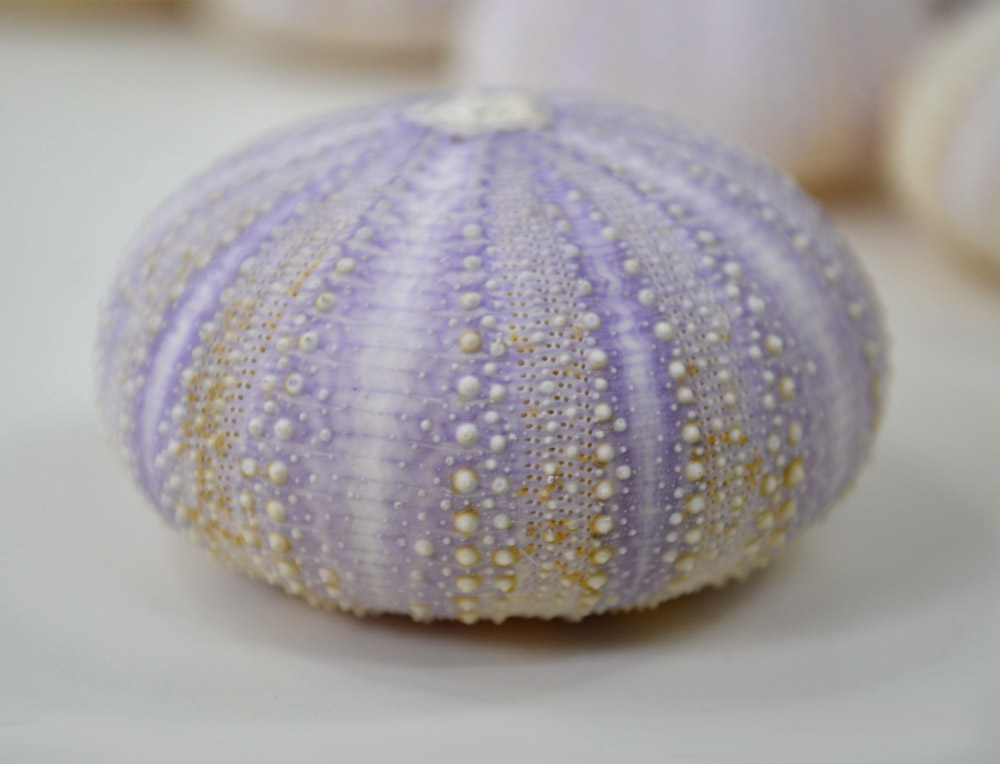 Violet Sea Urchins
