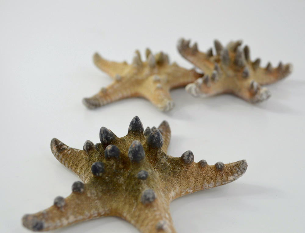 Large Knobbly Starfish (Rhino)  