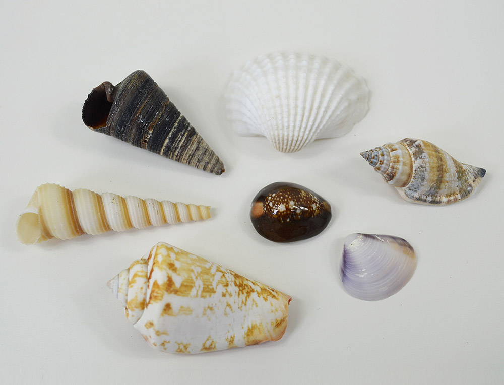 Medium Seashell Mix