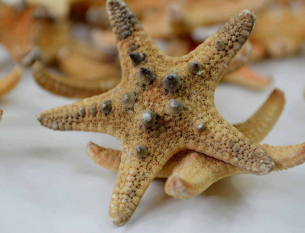 Small Knobbly Starfish (Rhino) 