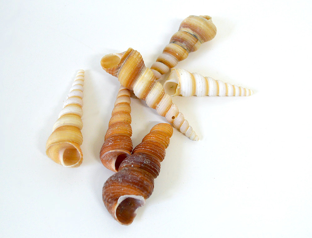 Terebra Turritella Shells