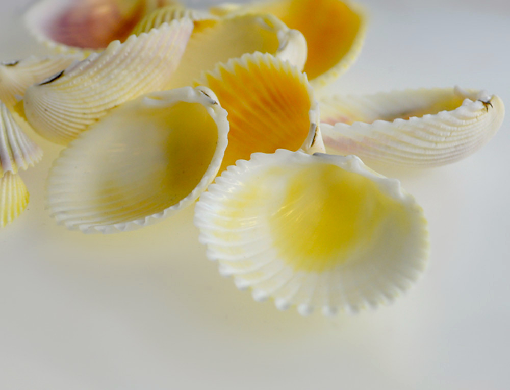 White Cockle Shells