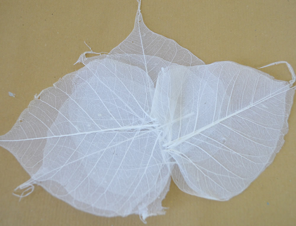 White Skeleton Leaves 